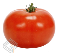 Tomato 1 screenshot